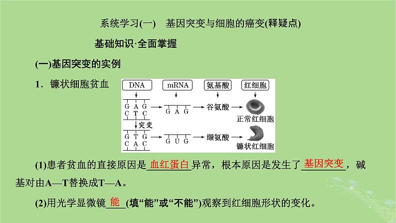 新课标2023版高考生物一轮总复习第七单元生物的变异与进化第1讲基因突变和基因重组课件第5页