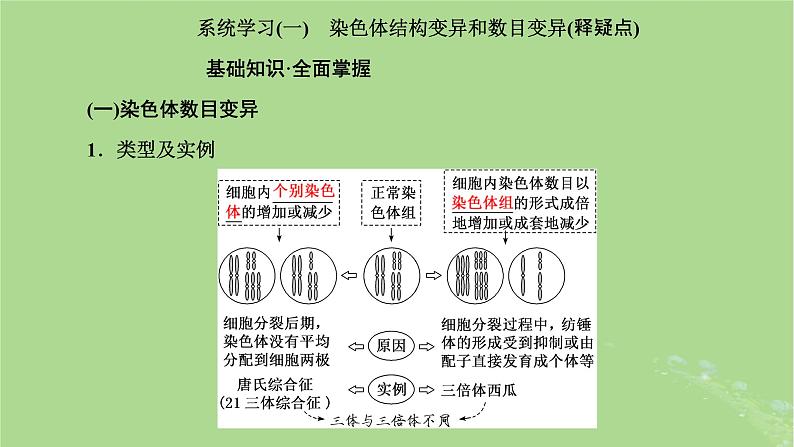 新课标2023版高考生物一轮总复习第七单元生物的变异与进化第2讲染色体变异与育种及人类遗传参件 课件04