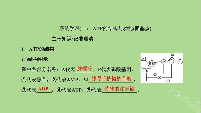 新课标2023版高考生物一轮总复习第三单元细胞的能量供应和利用第1讲酶和ATP课件第5页