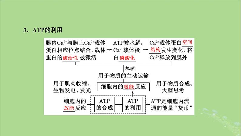 新课标2023版高考生物一轮总复习第三单元细胞的能量供应和利用第1讲酶和ATP课件第8页