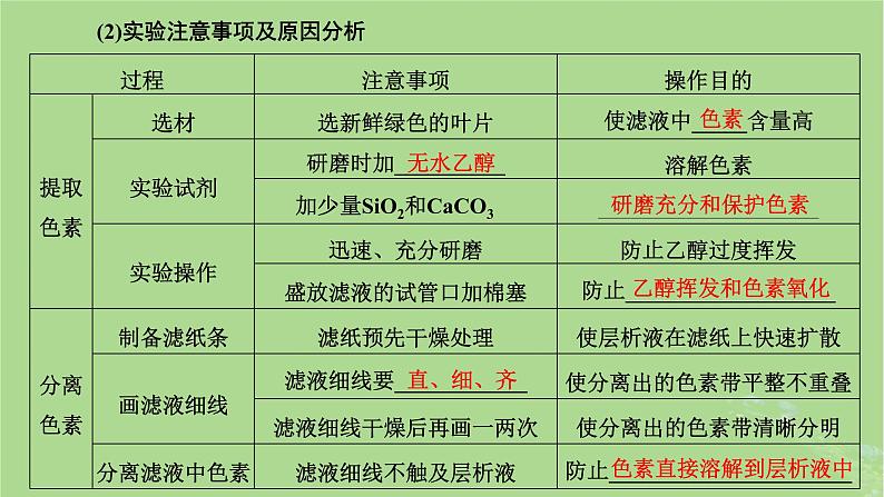 新课标2023版高考生物一轮总复习第三单元细胞的能量供应和利用第3讲光合作用与能量转化课件05