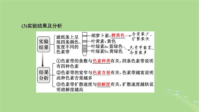 新课标2023版高考生物一轮总复习第三单元细胞的能量供应和利用第3讲光合作用与能量转化课件06