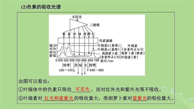 新课标2023版高考生物一轮总复习第三单元细胞的能量供应和利用第3讲光合作用与能量转化课件08