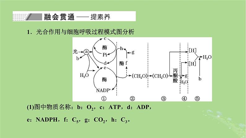 新课标2023版高考生物一轮总复习第三单元细胞的能量供应和利用第4讲细胞呼吸与光合作用之间物质和能量的关系课件第8页