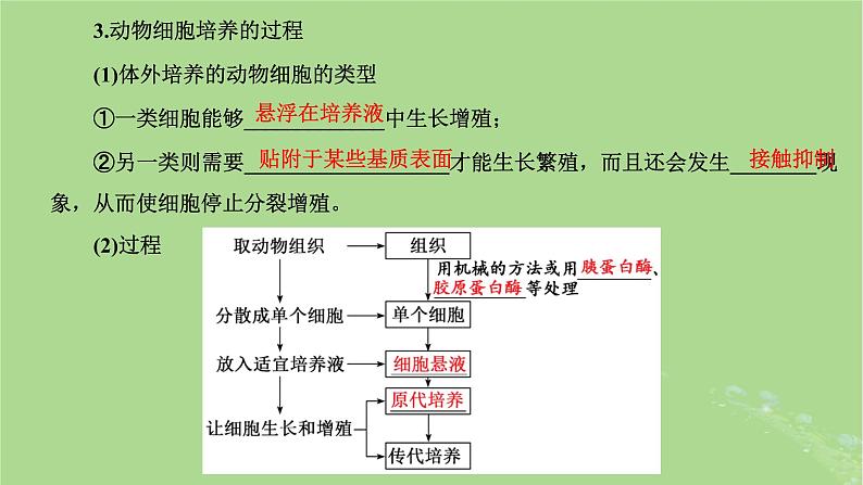 新课标2023版高考生物一轮总复习第十三单元细胞工程第2讲动物细胞工程课件06