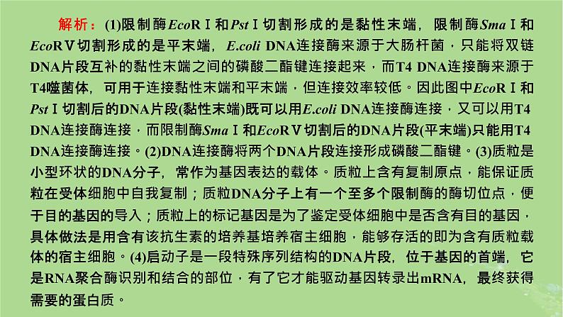 新课标2023版高考生物一轮总复习第十四单元基因工程及生物技术的安全性与伦理问题第2讲重点研究“基因工程操作中限制酶的选择和PCR技术”课件第4页