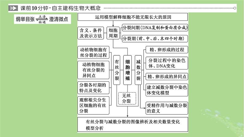 新课标2023版高考生物一轮总复习第四单元细胞的生命历程第1讲细胞的增殖含减数分裂课件03