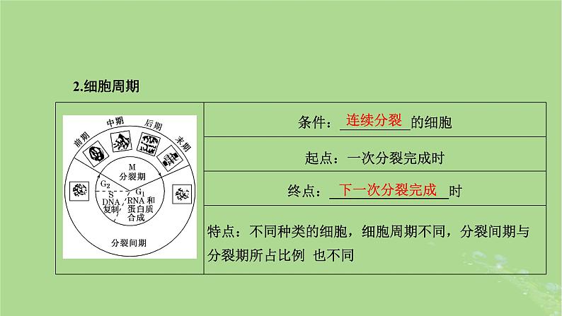 新课标2023版高考生物一轮总复习第四单元细胞的生命历程第1讲细胞的增殖含减数分裂课件06