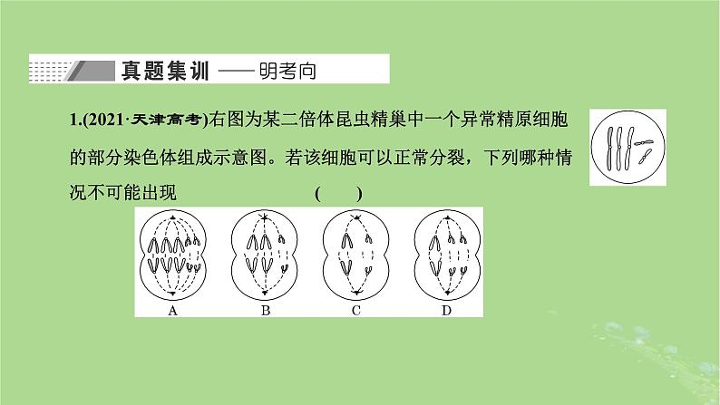 新课标2023版高考生物一轮总复习第四单元细胞的生命历程第3讲用模型构建法辨析有丝分裂和减数分裂课件第2页