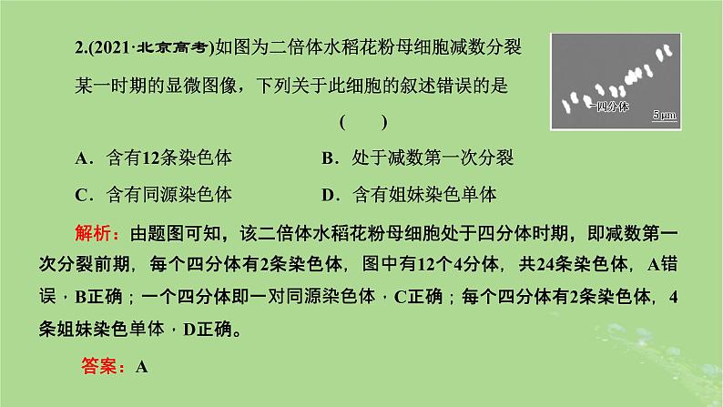 新课标2023版高考生物一轮总复习第四单元细胞的生命历程第3讲用模型构建法辨析有丝分裂和减数分裂课件第4页