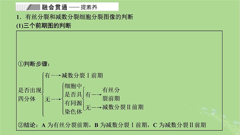 新课标2023版高考生物一轮总复习第四单元细胞的生命历程第3讲用模型构建法辨析有丝分裂和减数分裂课件第6页