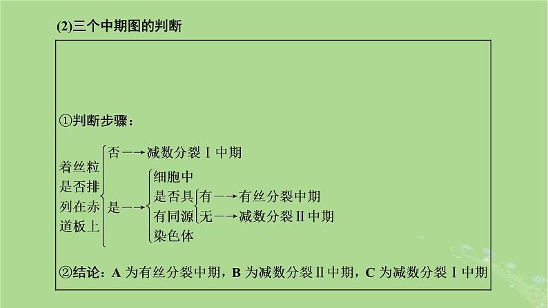 新课标2023版高考生物一轮总复习第四单元细胞的生命历程第3讲用模型构建法辨析有丝分裂和减数分裂课件第7页