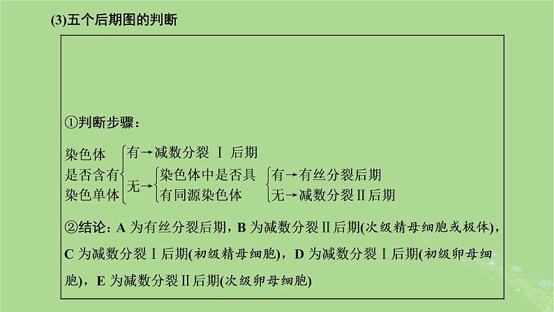 新课标2023版高考生物一轮总复习第四单元细胞的生命历程第3讲用模型构建法辨析有丝分裂和减数分裂课件第8页