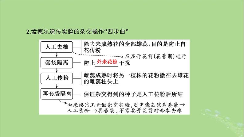 新课标2023版高考生物一轮总复习第五单元遗传的基本规律和伴性遗传第1讲孟德尔遗传定律的发现与内容课件07