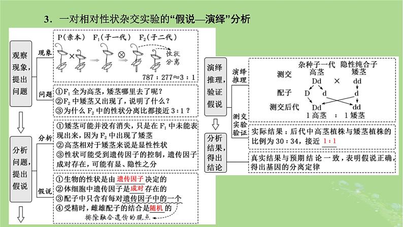 新课标2023版高考生物一轮总复习第五单元遗传的基本规律和伴性遗传第1讲孟德尔遗传定律的发现与内容课件08