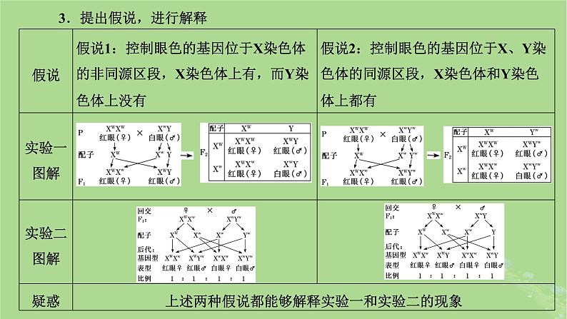 新课标2023版高考生物一轮总复习第五单元遗传的基本规律和伴性遗传第2讲基因在染色体上和伴性遗传课件05