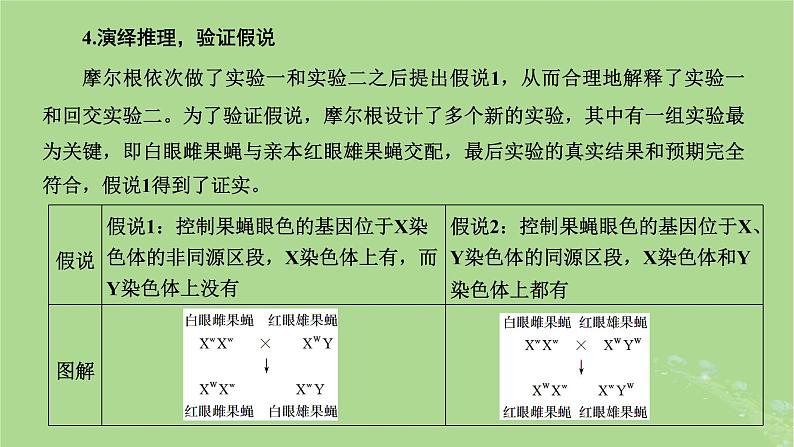 新课标2023版高考生物一轮总复习第五单元遗传的基本规律和伴性遗传第2讲基因在染色体上和伴性遗传课件06