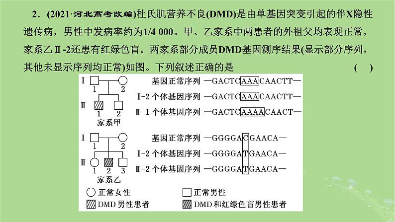 新课标2023版高考生物一轮总复习第五单元遗传的基本规律和伴性遗传第4讲用分解组合的思想解决自由组合定律的相关问题课件第4页