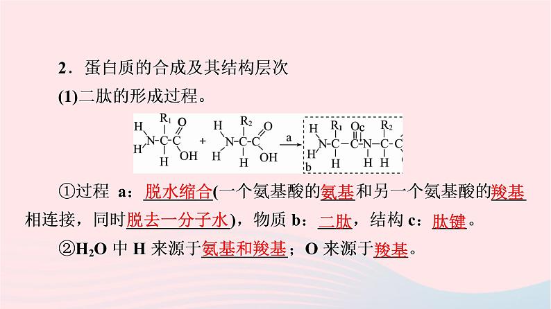 2023版高考生物一轮总复习第1单元细胞及其分子组成第3课蛋白质和核酸课件第5页