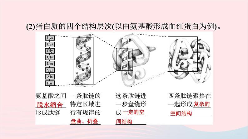 2023版高考生物一轮总复习第1单元细胞及其分子组成第3课蛋白质和核酸课件第6页