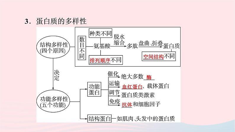 2023版高考生物一轮总复习第1单元细胞及其分子组成第3课蛋白质和核酸课件第7页