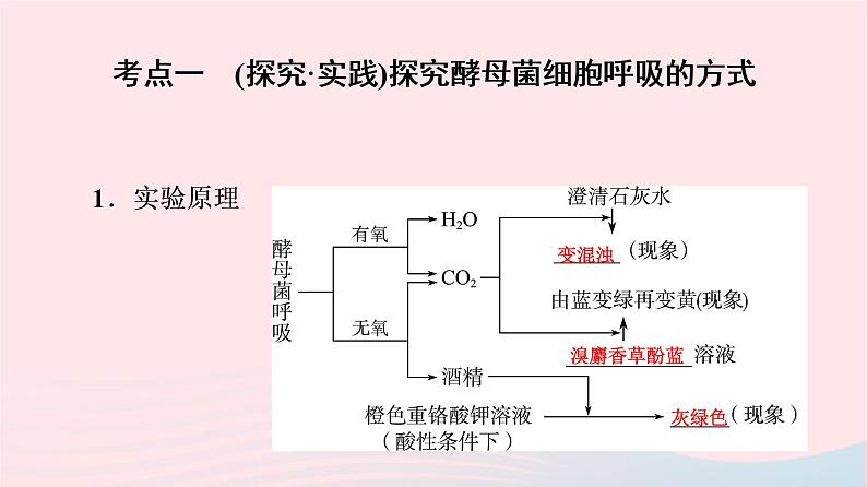 2023版高考生物一轮总复习第3单元细胞的能量供应和利用第8课细胞呼吸的原理和应用课件04