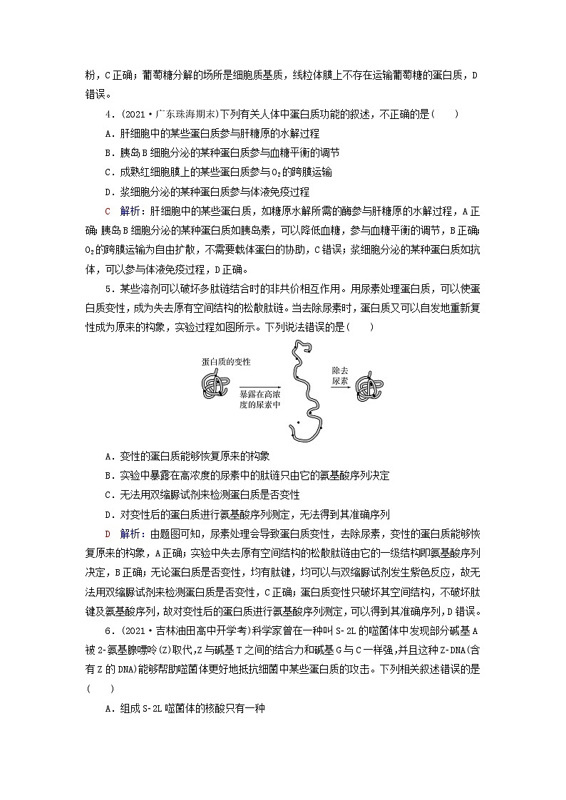 2023版高考生物一轮总复习课时质量评价3蛋白质和核酸 试卷02