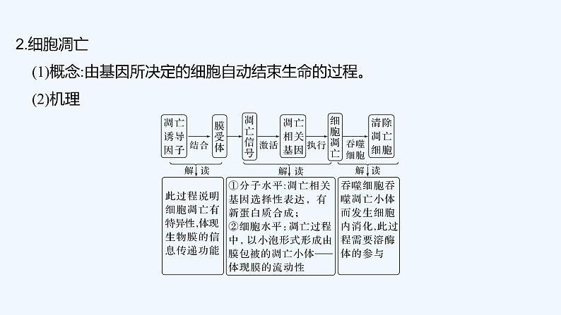 2023版创新设计高考生物（新教材人教版）总复习一轮课件微专题6 细胞自噬与细胞凋亡第3页