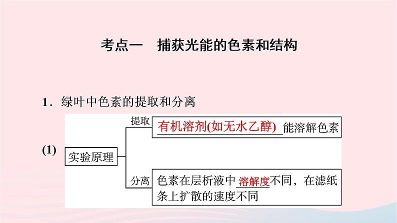 2023版高考生物一轮总复习第3单元细胞的能量供应和利用第9课捕获光能的色素和结构及光合作用过程课件第4页