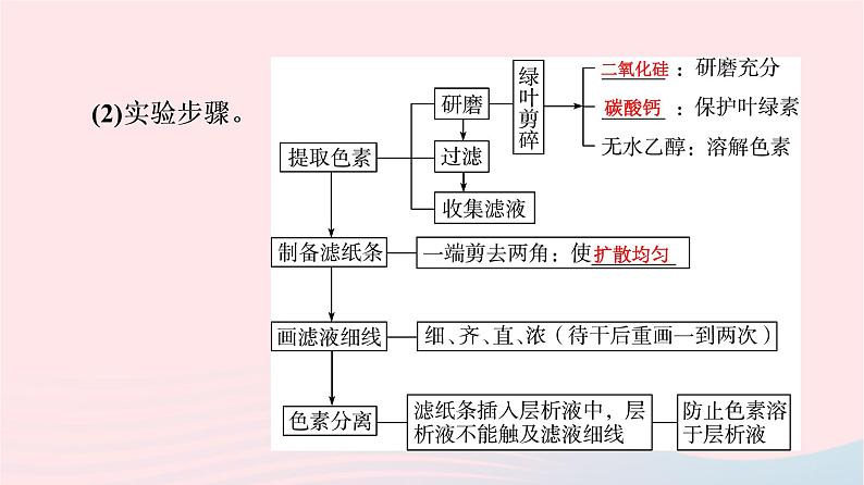 2023版高考生物一轮总复习第3单元细胞的能量供应和利用第9课捕获光能的色素和结构及光合作用过程课件第5页