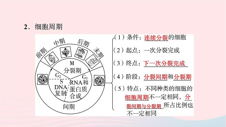 2023版高考生物一轮总复习第4单元细胞的生命历程第11课细胞的增殖课件05