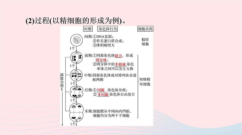 2023版高考生物一轮总复习第4单元细胞的生命历程第12课减数分裂和受精作用课件05