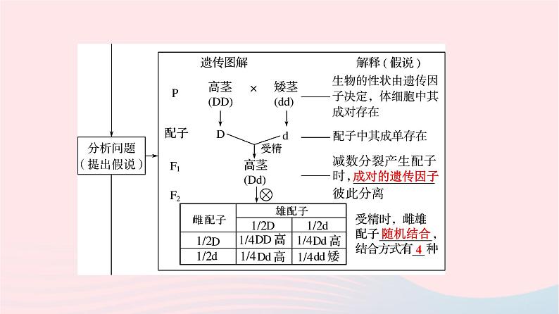 2023版高考生物一轮总复习第5单元遗传的基本规律与伴性遗传第14课基因的分离定律课件第7页