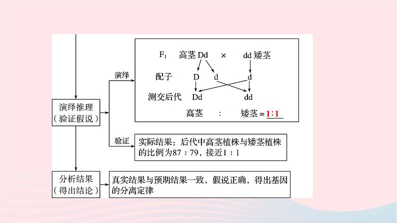 2023版高考生物一轮总复习第5单元遗传的基本规律与伴性遗传第14课基因的分离定律课件第8页