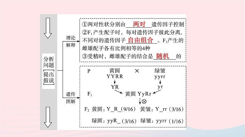 2023版高考生物一轮总复习第5单元遗传的基本规律与伴性遗传第15课基因的自由组合定律课件第5页