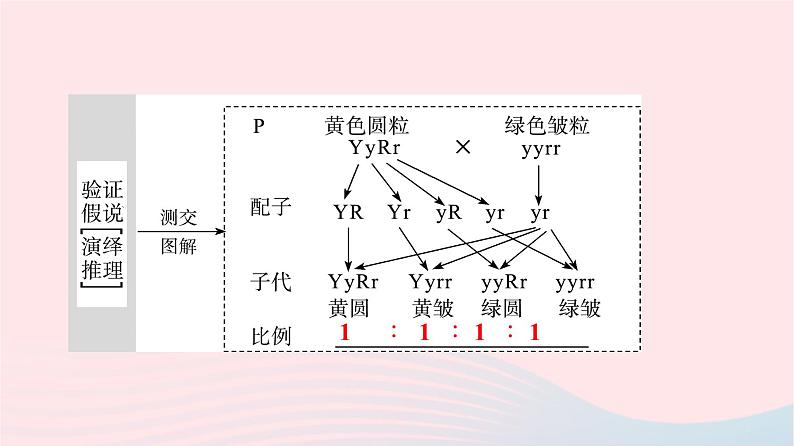 2023版高考生物一轮总复习第5单元遗传的基本规律与伴性遗传第15课基因的自由组合定律课件第6页