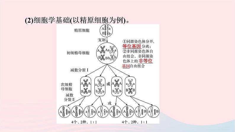 2023版高考生物一轮总复习第5单元遗传的基本规律与伴性遗传第15课基因的自由组合定律课件第8页