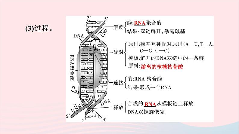 2023版高考生物一轮总复习第6单元基因的本质和表达第19课基因的表达课件第6页