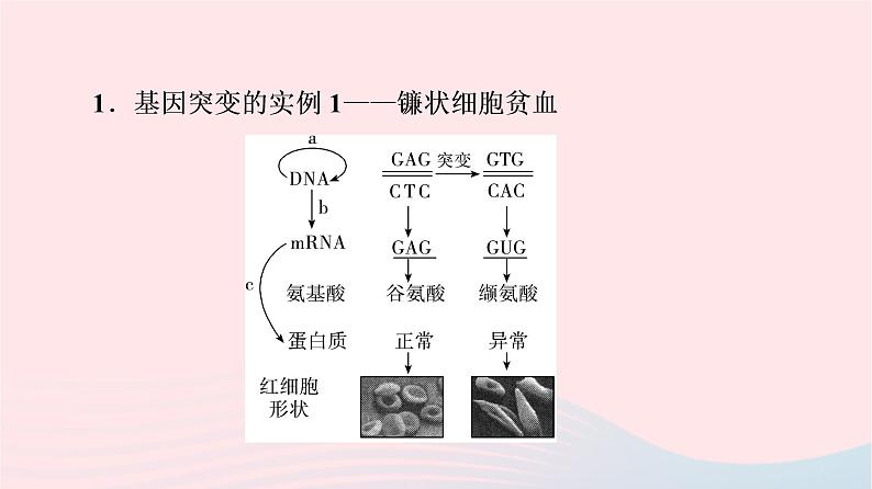 2023版高考生物一轮总复习第7单元生物的变异育种与进化第20课基因突变和基因重组课件04