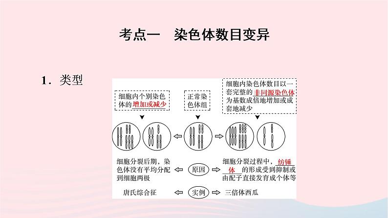 2023版高考生物一轮总复习第7单元生物的变异育种与进化第21课染色体变异课件04