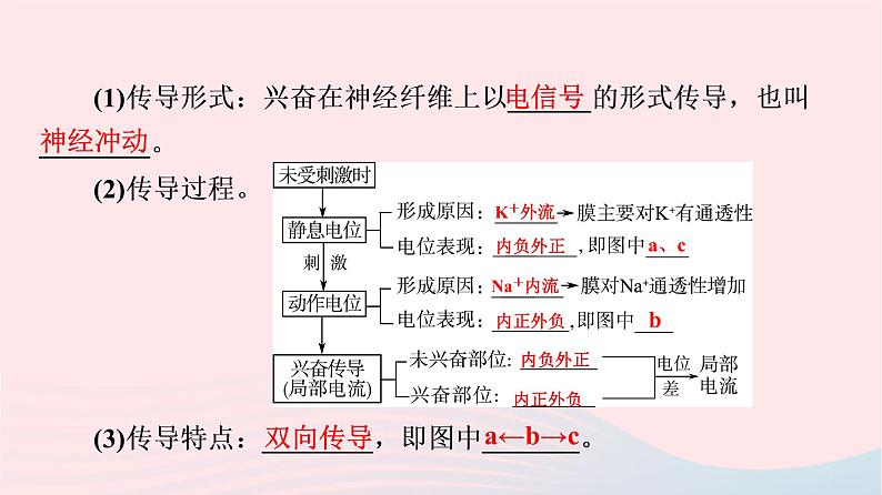 2023版高考生物一轮总复习第8单元生命活动的调节第25课神经冲动的产生和传导神经系统的分级调节及人脑的高级功能课件06