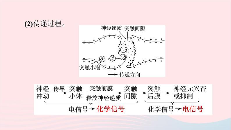 2023版高考生物一轮总复习第8单元生命活动的调节第25课神经冲动的产生和传导神经系统的分级调节及人脑的高级功能课件08