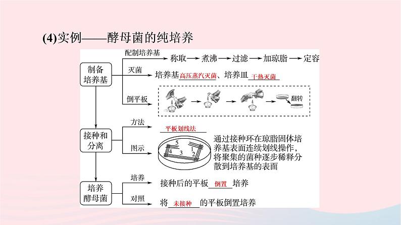 2023版高考生物一轮总复习第10单元生物技术与工程第36课微生物的培养技术及应用课件08