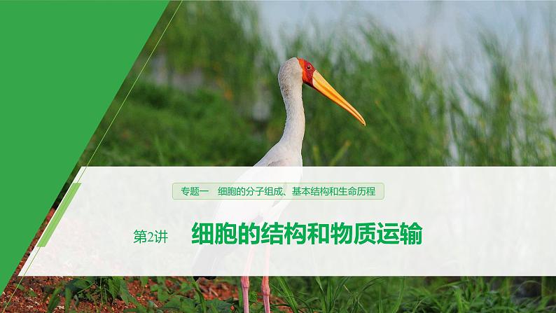 高考生物二轮复习专题1细胞的分子组成、基本结构和生命历程第2讲细胞的结构和物质运输课件01