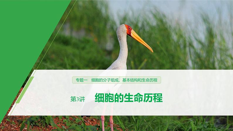 高考生物二轮复习专题1细胞的分子组成、基本结构和生命历程第3讲细胞的生命历程课件第1页