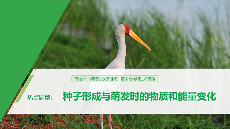 高考生物二轮复习专题1细胞的分子组成、基本结构和生命历程热点题型1种子形成与萌发时的物质和能量变化课件01