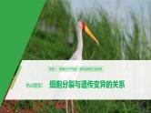 高考生物二轮复习专题1细胞的分子组成、基本结构和生命历程热点题型2细胞分裂与遗传变异的关系课件