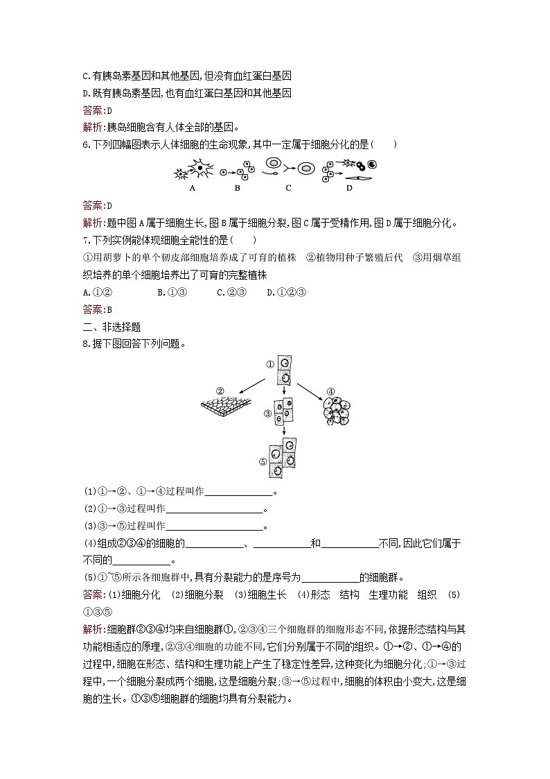 新教材高中生物第6章细胞的生命历程第2节细胞的分化课后习题新人教版必修102