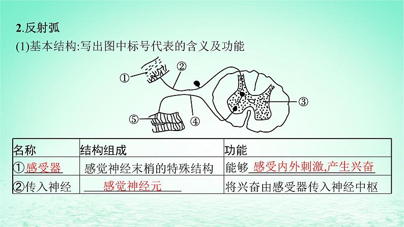 2022_2023学年新教材高中生物第2章神经调节第2节神经调节的基本方式课件新人教版选择性必修1第6页