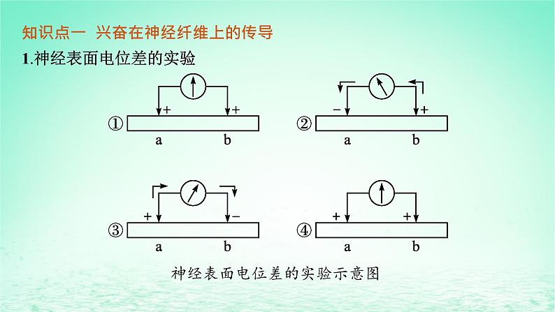 2022_2023学年新教材高中生物第2章神经调节第3节神经冲动的产生和传导课件新人教版选择性必修105